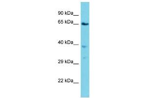 Image no. 1 for anti-Vacuolar Protein Sorting 45 (VPS45) (C-Term) antibody (ABIN2784879)