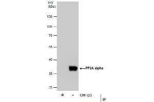 Image no. 2 for anti-Protein Phosphatase 2, Catalytic Subunit, alpha Isozyme (PPP2CA) (C-Term) antibody (ABIN2856333)