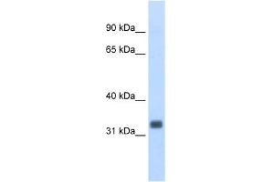 Image no. 1 for anti-Ets Homologous Factor (EHF) (N-Term) antibody (ABIN2778625)