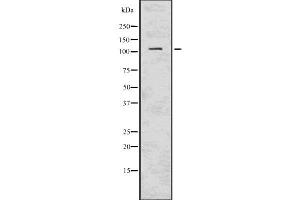 Image no. 1 for anti-Phosphoinositide-3-Kinase, Catalytic, delta Polypeptide (PIK3CD) antibody (ABIN6264214)