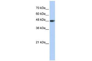 Image no. 1 for anti-Carboxypeptidase N Subunit 1 (CPN1) (Middle Region) antibody (ABIN634022)