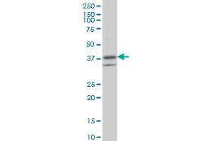RNF2 antibody  (AA 192-290)