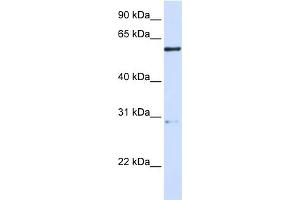 Image no. 1 for anti-Mannosidase, Endo-alpha (MANEA) (Middle Region) antibody (ABIN2783932)