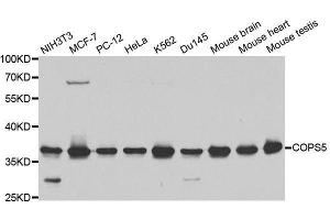 Image no. 2 for anti-COP9 Constitutive Photomorphogenic Homolog Subunit 5 (Arabidopsis) (COPS5) (pSer5) antibody (ABIN3022512)