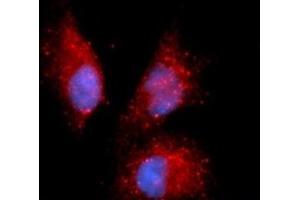 Image no. 2 for anti-Complement Factor P (CFP) (AA 28-469) antibody (APC) (ABIN5565188)