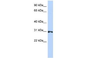 Image no. 1 for anti-Ring Finger Protein 126 (RNF126) antibody (ABIN2458721)