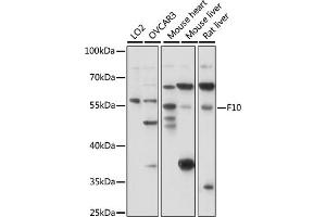 Coagulation Factor X 抗体  (AA 41-300)