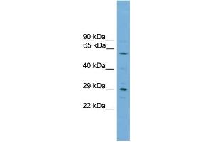 Image no. 1 for anti-RPA Interacting Protein (RPAIN) (C-Term) antibody (ABIN2777047)