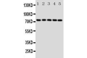 Image no. 2 for anti-Heat Shock 70kDa Protein 9 (Mortalin) (HSPA9) (AA 591-609), (C-Term) antibody (ABIN3043052)
