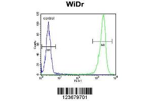Image no. 3 for anti-DEK Oncogene (DEK) (AA 336-364), (C-Term) antibody (ABIN653133)