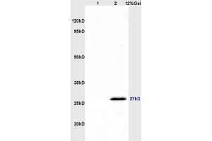 Image no. 3 for anti-CD160 (CD160) (AA 81-159) antibody (ABIN741555)