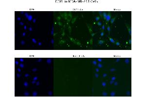 Image no. 2 for anti-Chromodomain Protein, Y-Like (CDYL) (N-Term) antibody (ABIN2783639)