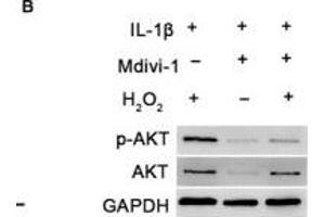 Image no. 16 for anti-Glyceraldehyde-3-Phosphate Dehydrogenase (GAPDH) antibody (ABIN3020541)