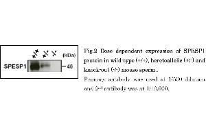Image no. 7 for anti-Sperm Equatorial Segment Protein 1 (SPESP1) (AA 311-325) antibody (ABIN2452127)