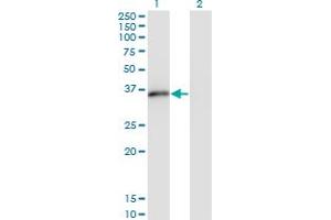 Image no. 1 for anti-Msh Momeobox 2 (Msx2) (AA 1-133) antibody (ABIN948153)