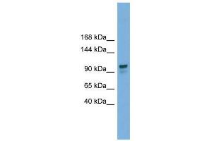 Image no. 1 for anti-Glucosidase, Alpha, Neutral AB (GANAB) (Middle Region) antibody (ABIN928814)