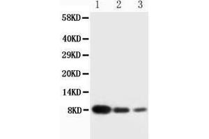 Image no. 2 for anti-Platelet Factor 4 (PF4) (AA 85-101), (C-Term) antibody (ABIN3043213)