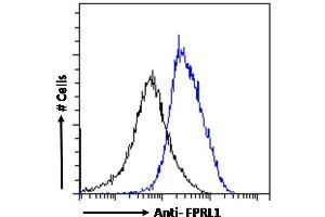 Image no. 1 for anti-Formyl Peptide Receptor 2 (FPR2) (AA 328-339) antibody (ABIN185502)