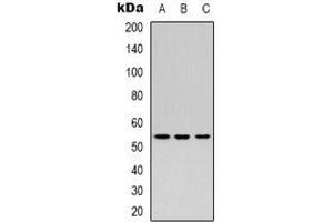 Image no. 1 for anti-Secretogranin III (SCG3) (N-Term) antibody (ABIN2957753)