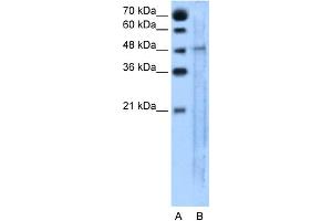 anti-Solute Carrier Family 25, Member 46 (SLC25A46) (N-Term) antibody