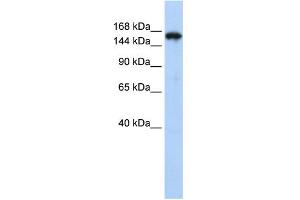 Synaptojanin 1 antibody  (N-Term)