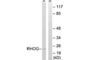 Image no. 1 for anti-Ras Homolog Family Member G (RHOG) (AA 97-146) antibody (ABIN1535305)