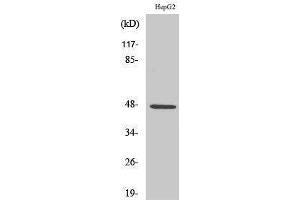 Image no. 1 for anti-Solute Carrier Family 17 (Anion/Sugar Transporter), Member 2 (SLC17A2) (Internal Region) antibody (ABIN3186972)