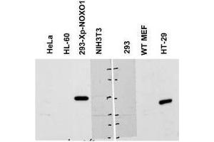 Western blot using  Affinity Purified anti-NOXO1 antibody shows detection of a band ~50 kDa corresponding to human NOXO1 (arrowhead).