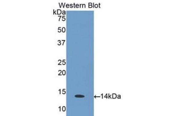 anti-Chemokine (C-C Motif) Ligand 26 (CCL26) (AA 24-94) antibody