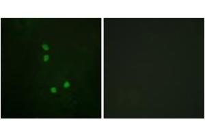Immunofluorescence analysis of NIH-3T3 cells, using Cyclin E2 (Phospho-Thr392) Antibody.