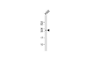 Anti-FAH1B2 Antibody (Center) at 1:1000 dilution + K562 whole cell lysate Lysates/proteins at 20 μg per lane.