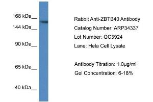 anti-Zinc Finger and BTB Domain Containing 40 (ZBTB40) (N-Term) antibody