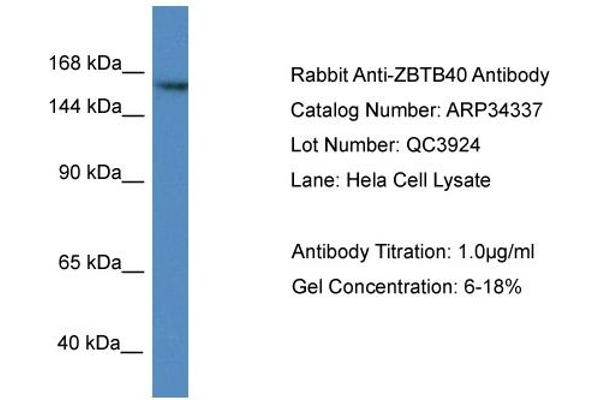 anti-Zinc Finger and BTB Domain Containing 40 (ZBTB40) (N-Term) antibody