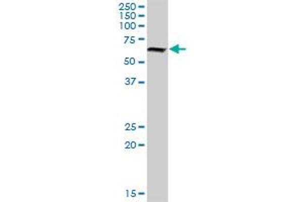 NR6A1 antibody  (AA 1-475)