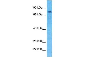 Image no. 1 for anti-Glycerol-3-Phosphate Acyltransferase 2, Mitochondrial (GPAT2) (N-Term) antibody (ABIN5518086)