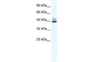 Image no. 1 for anti-Zinc Finger Protein 551 (ZNF551) antibody (ABIN2461296)