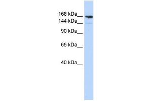 Image no. 1 for anti-Periplakin (PPL) (Middle Region) antibody (ABIN2777127)