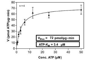 Image no. 1 for tyrosine Kinase, Non-Receptor, 2 (TNK2) (AA 110-476) protein (His-GST) (ABIN5569770)