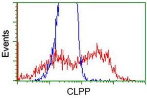 Image no. 5 for anti-ClpP Caseinolytic Peptidase, ATP-Dependent, Proteolytic Subunit Homolog (E. Coli) (CLPP) antibody (ABIN1497536)
