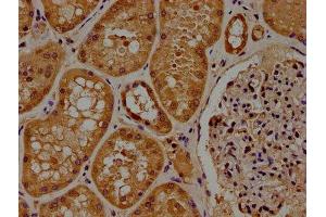 IHC image of ABIN7165952 diluted at 1:100 and staining in paraffin-embedded human kidney tissue performed on a Leica BondTM system.