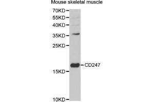 Image no. 2 for anti-CD247 Molecule (CD247) antibody (ABIN3022813)