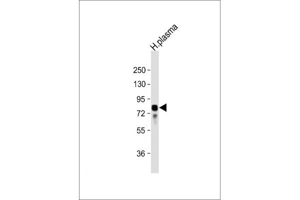 Vitronectin Antikörper  (N-Term)