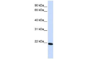 anti-Claudin 19 (CLDN19) (C-Term) antibody