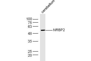 Image no. 1 for anti-NRBP2 (NRBP2) (AA 401-501) antibody (ABIN5675616)