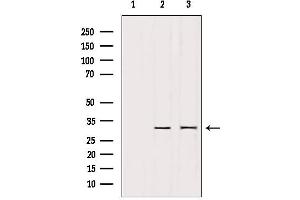 Western blot analysis of extracts from various samples, using PTTG1 Antibody.
