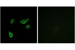 Image no. 2 for anti-G Protein-Coupled Receptor 35 (GPR35) (AA 51-100) antibody (ABIN1535744)