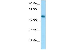 Image no. 1 for anti-Fibroblast Growth Factor Receptor Substrate 3 (FRS3) (C-Term) antibody (ABIN2787696)