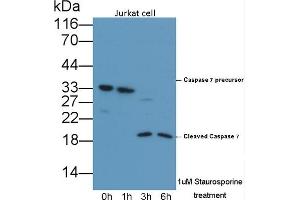 Caspase 7 Antikörper  (AA 24-198)