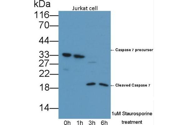 Caspase 7 antibody  (AA 24-198)