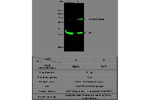 Image no. 2 for anti-Adenylate Kinase 4 (AK4) (AA 2-223) antibody (ABIN1999683)